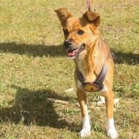 Umgängliche Josepha sucht ihre Menschen, Hündin zur Adoption