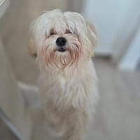 Happy - braucht nur noch dich 🍀, Hund zur Adoption