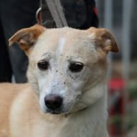 Neone - liebenswerte, verschmuste Hündin, Hündin zur Adoption