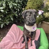 Giulia, Hündin zur Adoption