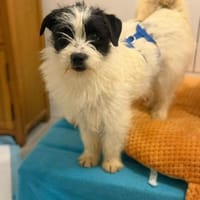 Runa - kleiner Zottel sucht Bürste 🍀, Hündin zur Adoption