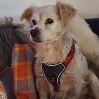 kleiner Schmusebub Noel (Tierschutz), Hund zur Adoption