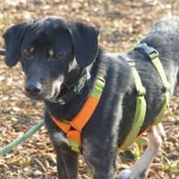 Fishermann - wartet in 97440 Werneck, Hund zur Adoption