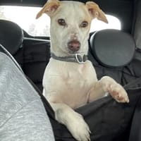 Manolo gibt nicht auf und sucht DIch, Hund zur Adoption