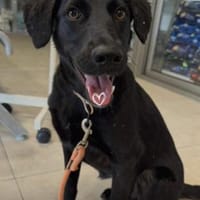 Mimi eine Seele von Hund / PLZ82284, Hündin zur Adoption