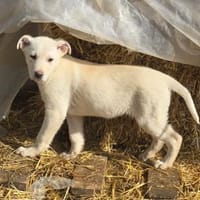 Tom, kleiner Rüde sucht Zuhause, Hund zur Adoption