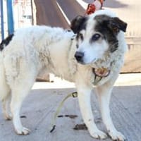 Rüdiger - unser rüstiger Rentner, Hund zur Adoption