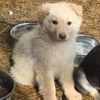 Teddy, anhänglicher Welpe sucht Zuhause, Hund zur Adoption