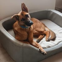 Kate wünscht sich endlich ein zu Hause ., Hündin zur Adoption