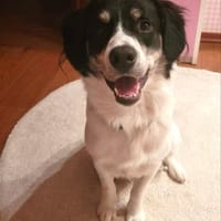 Hermes - wo darf ich endlich ankommen?, Hund zur Adoption