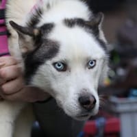 Tom möchte sein Herz verschenken..., Hund zur Adoption