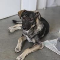 Junghund MORITZ sucht seinen Menschen!, Hund zur Adoption