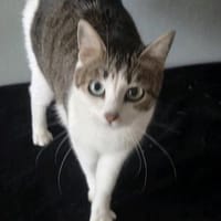 Katzen Dame Kylie sucht in 81735, Katze zur Adoption