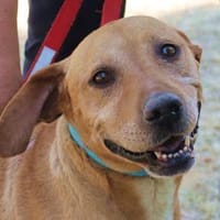 Zara liebe Hündin sucht ihre Familie, Hündin zur Adoption