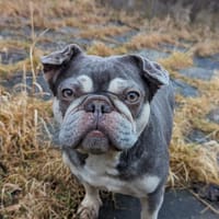 Mimi, tolle Französische Bulldogge, Hündin zur Adoption