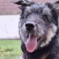 Strubel-Maus Meddy braucht Traum-Zuhause, Hündin zur Adoption