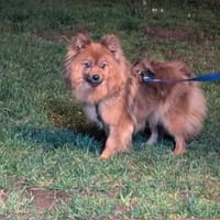 Dory. süße Kleinspitzhündin geb. 2020, Hündin zur Adoption