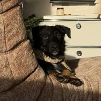 Selmin sucht seine Lieblingsmenschen.., Hund zur Adoption