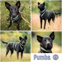 PUMBA * gelehriger aktiver Sportstyp, Hund zur Adoption