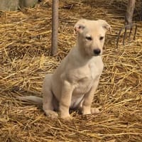 Molly, schüchterner Welpe sucht Zuhause, Hündin zur Adoption