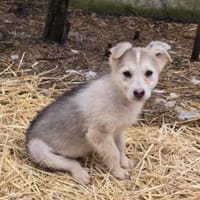 Ida, neugieriger Welpe sucht Zuhause, Hündin zur Adoption