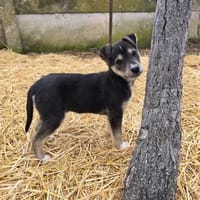 Nova, liebervoller Welpe sucht Zuhause, Hündin zur Adoption