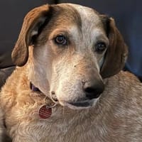 AFRICA - eine absolute Traumhündin!!!, Hündin zur Adoption