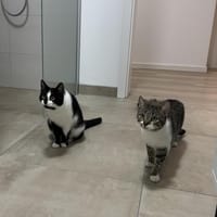 SUKI & RONJA suchen ihr Zuhause!, Katze zur Adoption