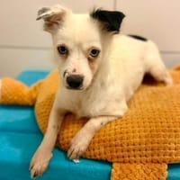 Louisa - schüchternes Girl 🍀, Hündin zur Adoption