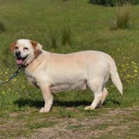 Kevin ist ein lieber, süßer Kerl, Hund zur Adoption