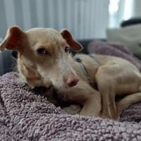 Ruhige Sandy, Hündin zur Adoption