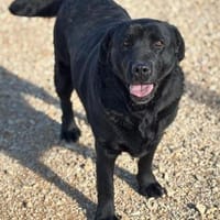 DORIAN 🧡🧡🧡 MÖCHTE IHR HERZ EROBERN, Hund zur Adoption