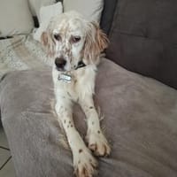 Anhängliche Schnee sucht Zuhause, Hündin zur Adoption