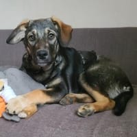 Ruby, Hündin zur Adoption