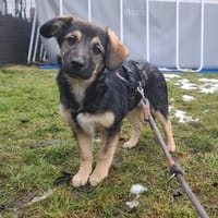 Romy, Hündin zur Adoption