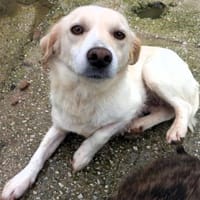 Mirka - eine sensible Zaubermaus, Hündin zur Adoption