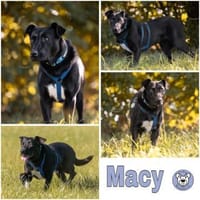 MACY -sucht erfahrene Menschen-, Hündin zur Adoption