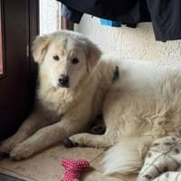 Hübscher Hundebub Poldo sucht Zuhause, Hund zur Adoption