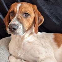 Christhie freut sich auf Sie!, Hündin zur Adoption