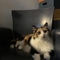 Tricolor Lady Lola sucht Einzelpalast, Katze zur Adoption