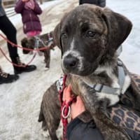 Darf Mirna zu Ihnen gehören?, Hündin zur Adoption