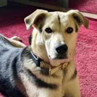 Bonito freut sich auf sein neues Leben, Hund zur Adoption