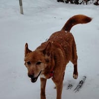 Menschenbezogener Lapa, Hund zur Adoption