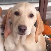 Welpe Malou - eine feine Schönheit, Hündin zur Adoption