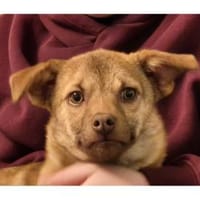 Finley - wartet in 67663 Kaiserslautern, Hund zur Adoption