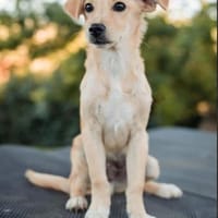 Zuma, Hund zur Adoption