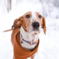 Liebevolle Hündin Peggy sucht Zuhause, Hündin zur Adoption