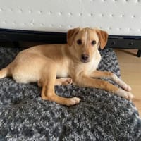 Isabella  möchte Familienhund werden, Hündin zur Adoption