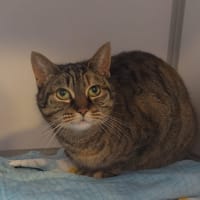 Coligny, chatte à adopter