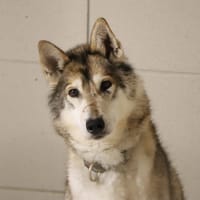 NIKYE, chienne à adopter